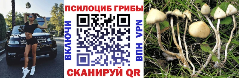 сколько стоит  mega онион  Псилоцибиновые грибы мухоморы  Барнаул 